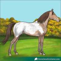 Horse Color:Amber Champagne Near Fewspot 