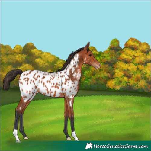 Horse Color:Bay Blanket 