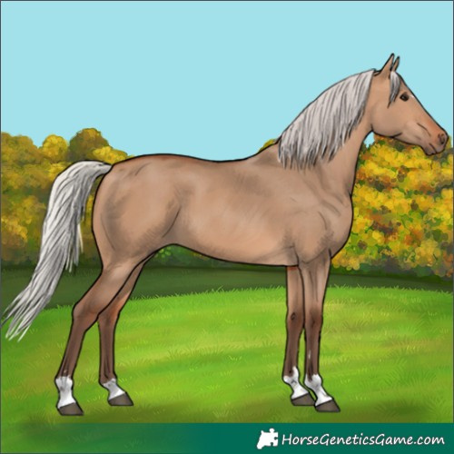 Horse Color:Silver Bay Dun 