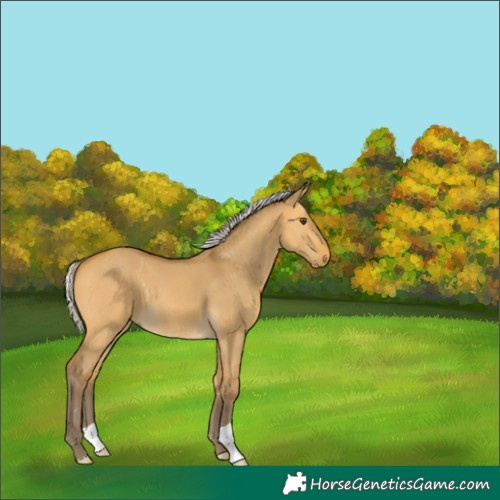 Horse Color:Silver Buckskin Dun 