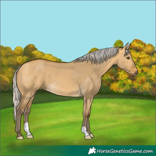 Horse Color:Silver Buckskin Dun 