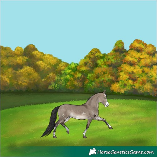 Horse Color:Brown Dun Sabino Rabicano 
