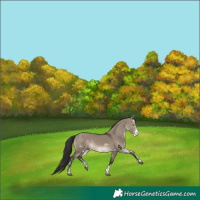 Horse Color:Brown Dun Sabino Rabicano