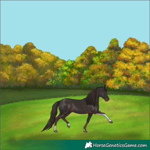 Horse Color:Liver Chestnut Tobiano Rabicano 