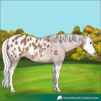 Horse Color:Chocolate Silver Brown Dun Splash Blanket