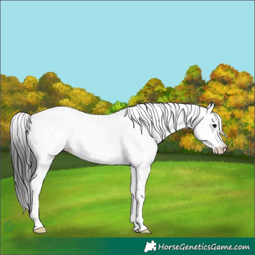 Horse Color:White Spotted Black 