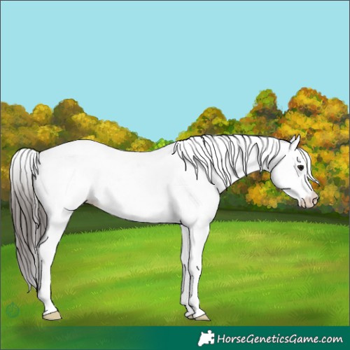 Horse Color:White Spotted Bay Dun 