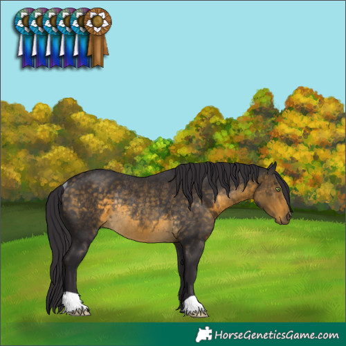 Horse Color:Buckskin Rabicano 