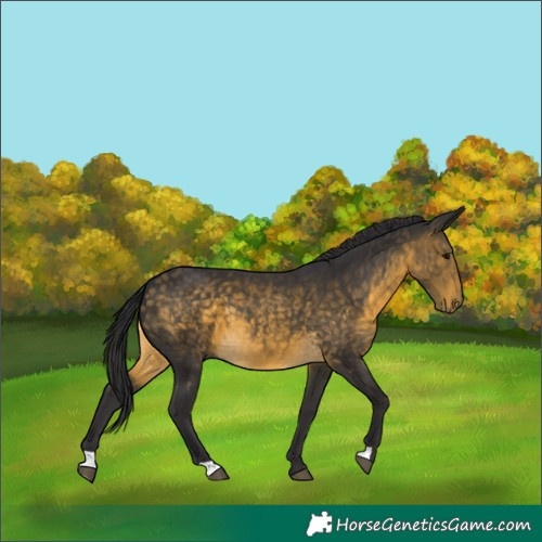 Horse Color:Buckskin 