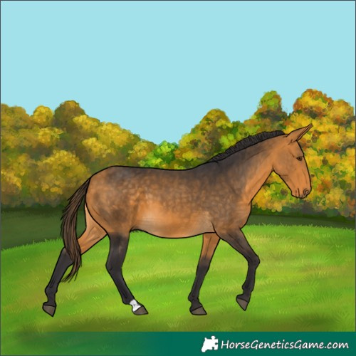 Horse Color:Buckskin 