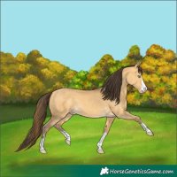Horse Color:Sable Cream Champagne Dun 