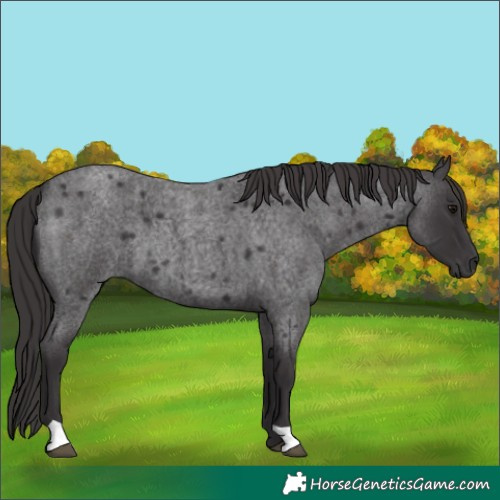 Horse Color:Smoky Blue Roan 