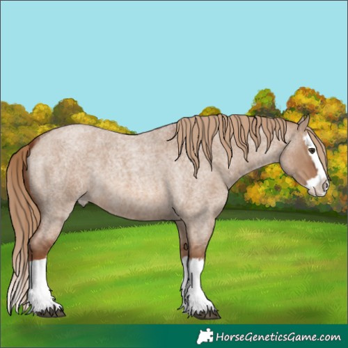Horse Color:Red Dun Roan Splash 