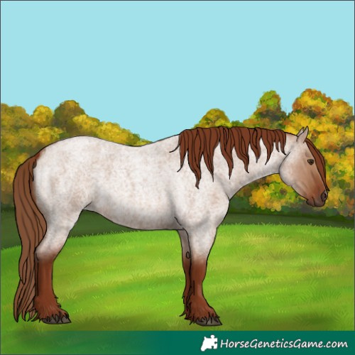 Horse Color:Red Dun Roan 