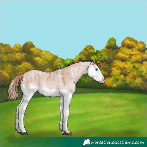 Horse Color:Powder White Red Dun Splash Rabicano 