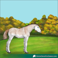 Horse Color:Powder White Red Dun Splash Rabicano