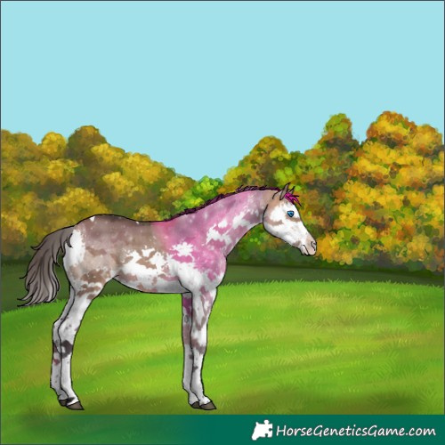 Horse Color:White Spotted Bay Dun Splash Tobiano Rabicano 