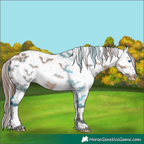 Horse Color:White Spotted Bay Dun Sabino Splash Varnish Rabicano 