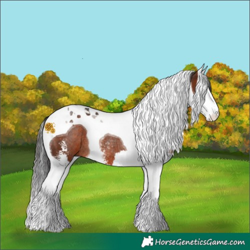 Horse Color:Brown Sabino Splash Tobiano Rabicano