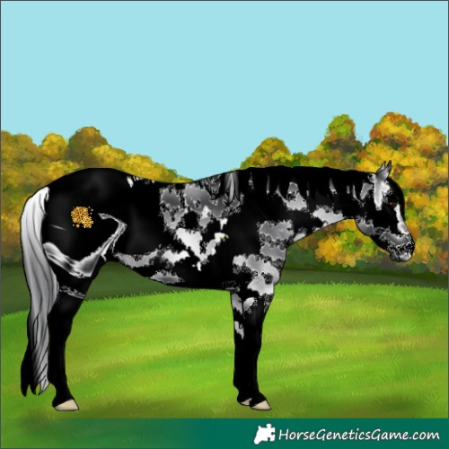 Horse Color:ERROR: UNKNOWN ANOMALY