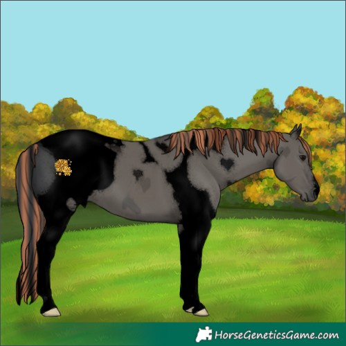 Horse Color:ERROR: UNKNOWN ANOMALY