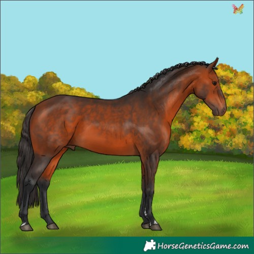 Horse Color:Brown Sabino 
