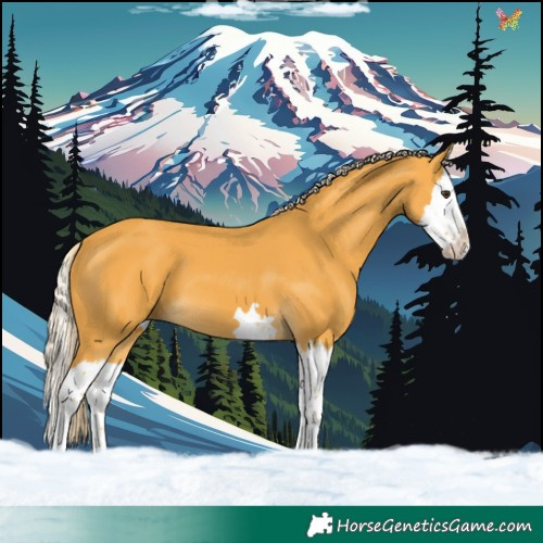 Horse Color:Palomino Splash