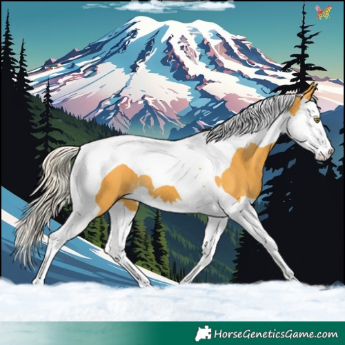 Horse Color:Palomino Splash Tobiano 