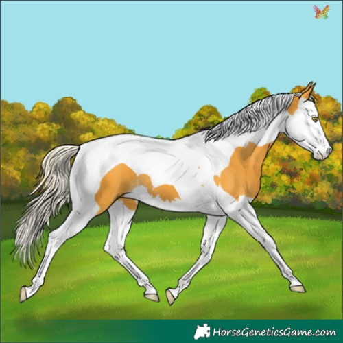 Horse Color:Palomino Splash Tobiano 