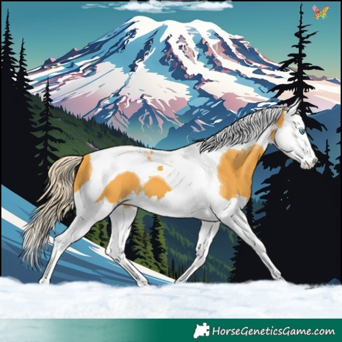 Horse Color:Palomino Splash Tobiano 