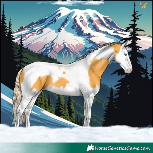 Horse Color:Palomino Splash Tobiano