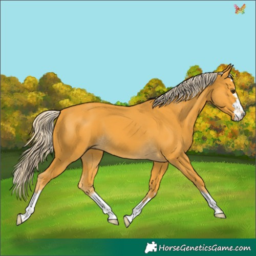 Horse Color:Palomino 