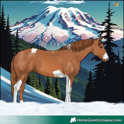 Horse Color:Chestnut Tobiano 