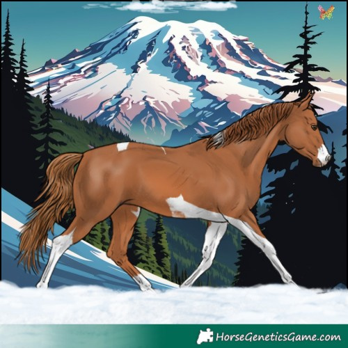 Horse Color:Chestnut Tobiano 