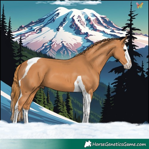 Horse Color:Chestnut Splash Tobiano 