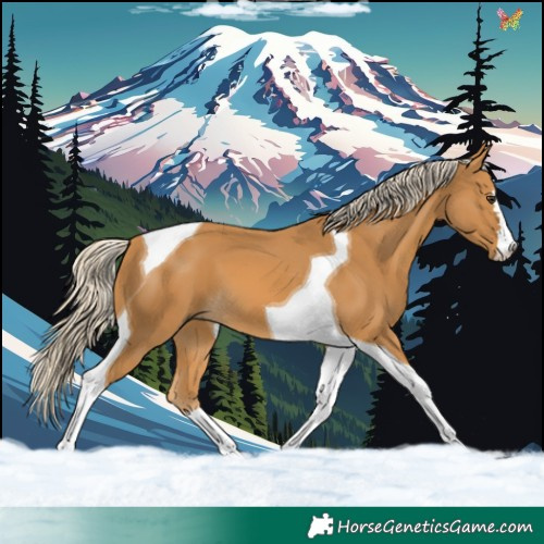 Horse Color:Palomino Tobiano 