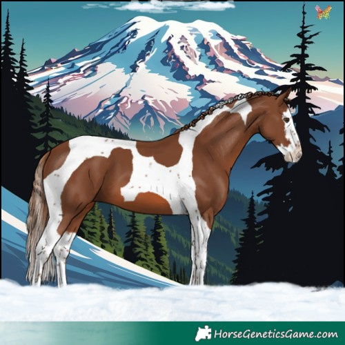 Horse Color:Chestnut Splash Tobiano 