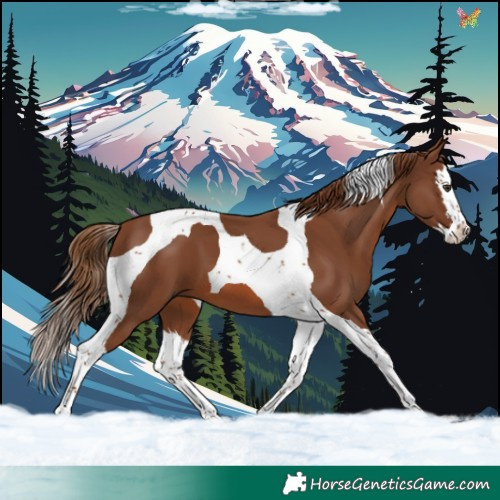 Horse Color:Chestnut Splash Tobiano 