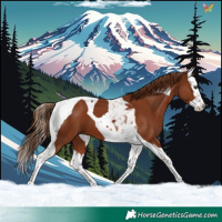 Horse Color:Chestnut Splash Tobiano 