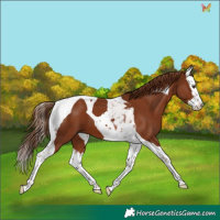 Horse Color:Chestnut Splash Tobiano 