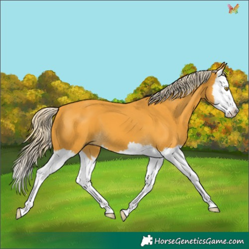 Horse Color:Palomino Splash 