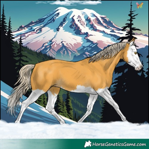Horse Color:Palomino Splash 