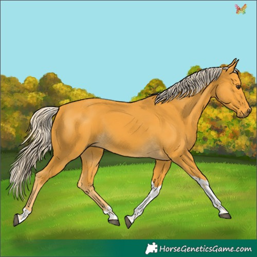 Horse Color:Palomino Tobiano 