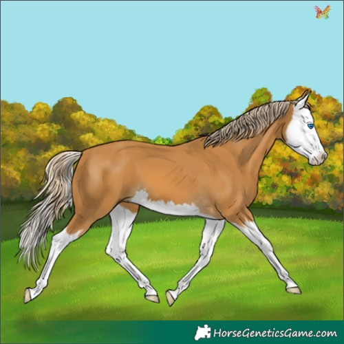 Horse Color:Palomino Splash 