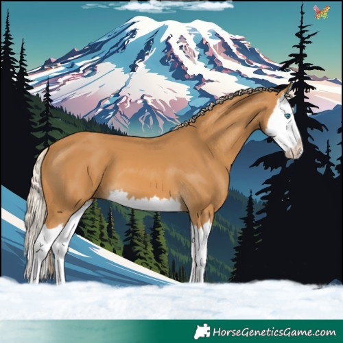 Horse Color:Palomino Splash 