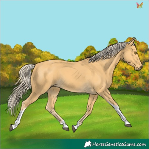 Horse Color:Palomino Tobiano 