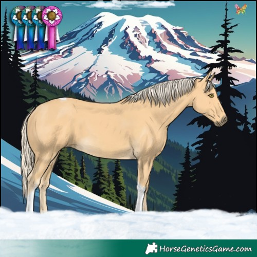 Horse Color:Palomino Tobiano 