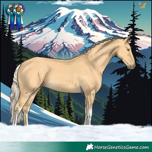 Horse Color:Palomino Tobiano 