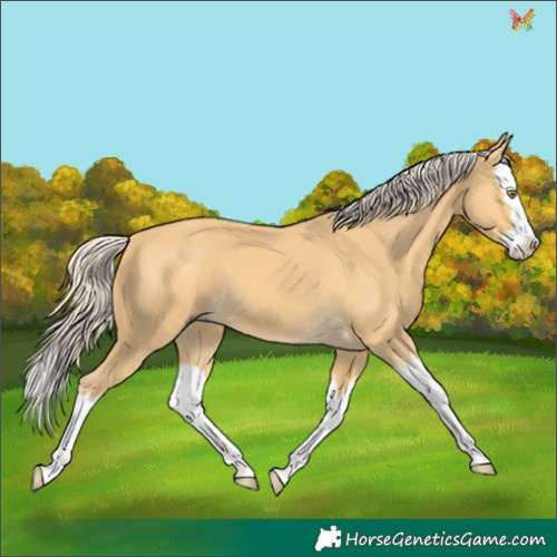 Horse Color:Palomino Splash 