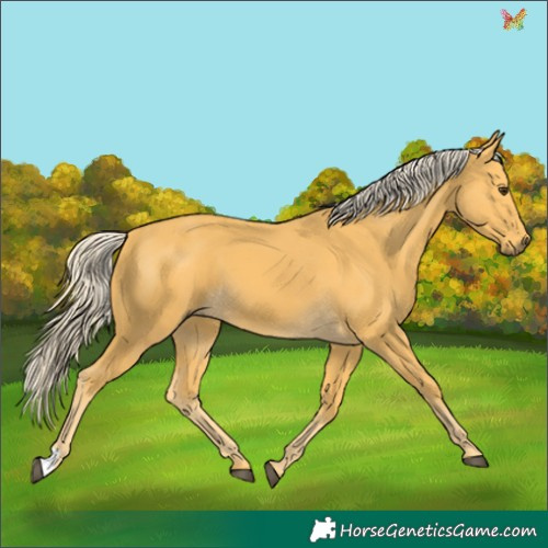 Horse Color:Palomino 